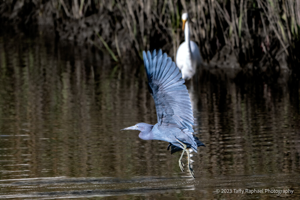 Egret to Heron: Don't Go! Come Back! by taffy