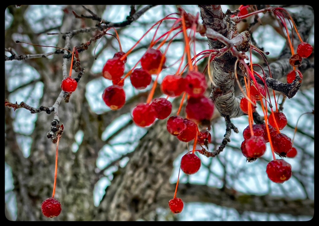Winter Berries by eahopp