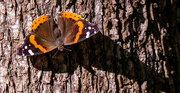 2nd Jan 2024 - Red Admiral Butterfly!