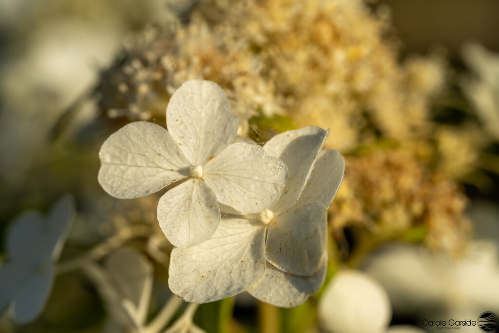 Hydrangea flowers by yorkshirekiwi