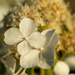 Hydrangea flowers by yorkshirekiwi