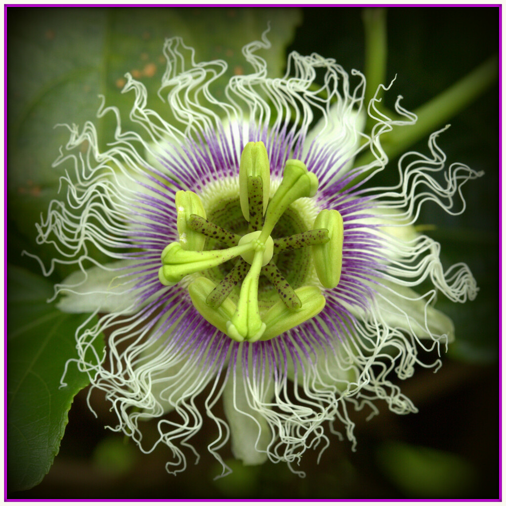 Passion flower by dide