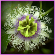 2nd Jan 2024 - Passion flower
