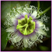 Passion flower by dide