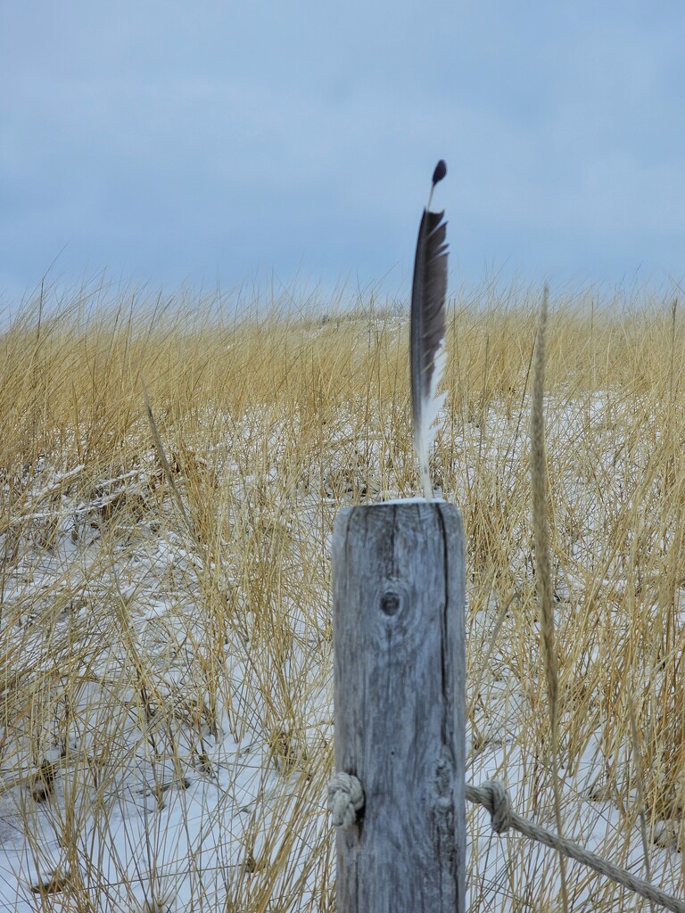 Feather by edorreandresen