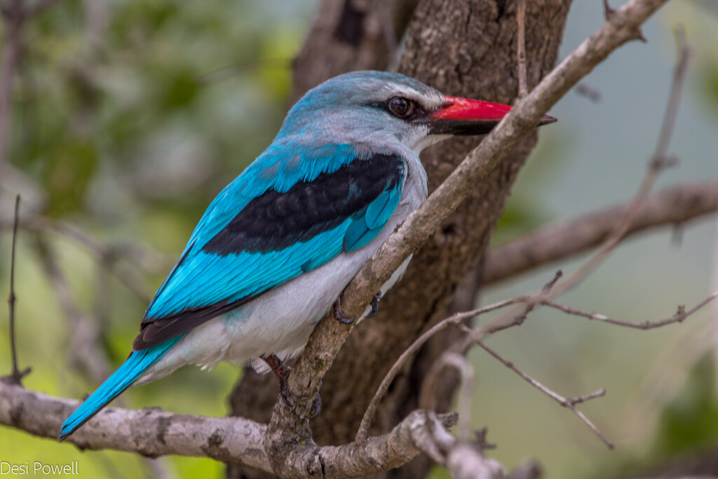 Woodland Kingfisher by seacreature