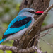 Woodland Kingfisher by seacreature