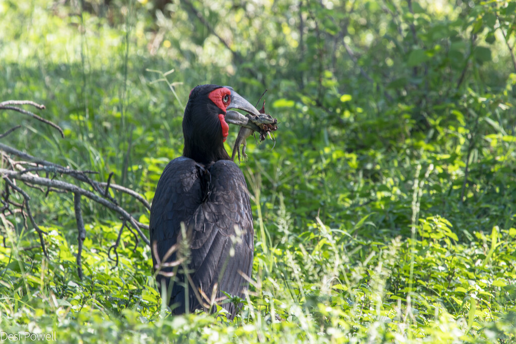 Ground Hornbill with his breakfast lizard by seacreature