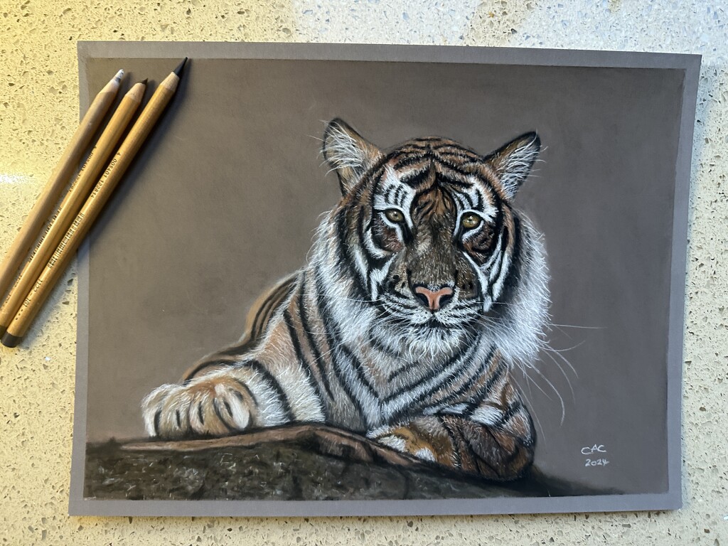 My Pencil Drawing by shepherdmanswife