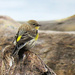 Yellow Rump Warbler by seattlite