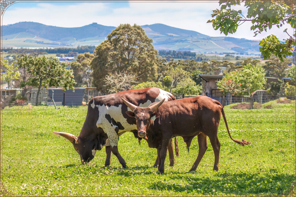 Happy cattle by ludwigsdiana