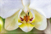 3rd Jan 2024 - Vintage Orchid
