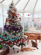 2nd Jan 2024 - Ginger Hunter and Tabby Holly enjoying fun below our Christmas tree. 