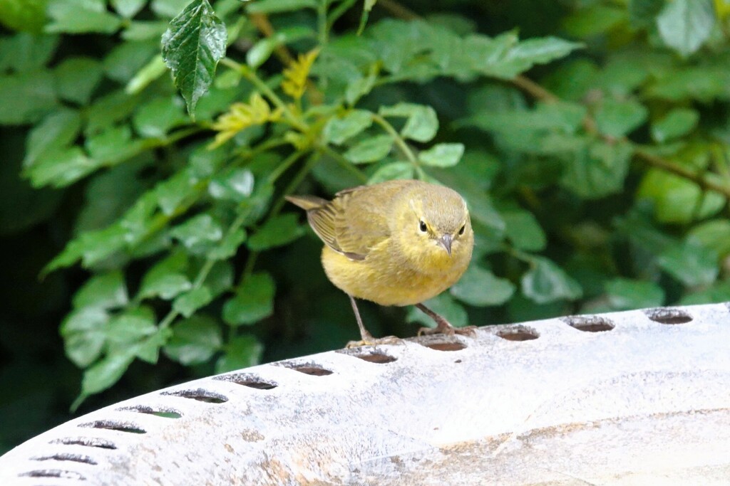 1 1  yellow bird by sandlily