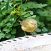 1 1  yellow bird by sandlily