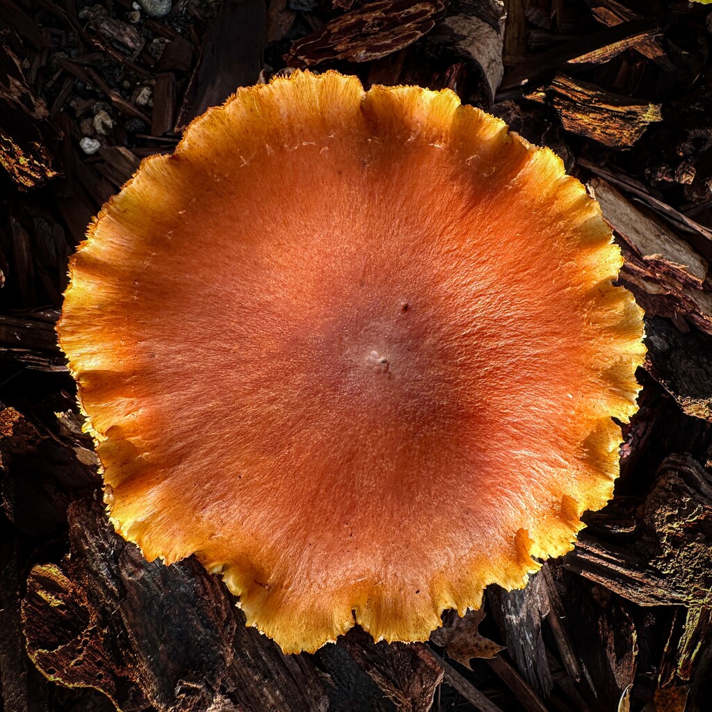 Frilly fungus by shutterbug49