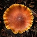 Frilly fungus by shutterbug49