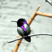 1st Jan 2024 - 1 1 Costa's Hummingbird