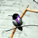 1 1 Costa's Hummingbird by sandlily