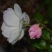 1 2 Pink Rosebud by sandlily