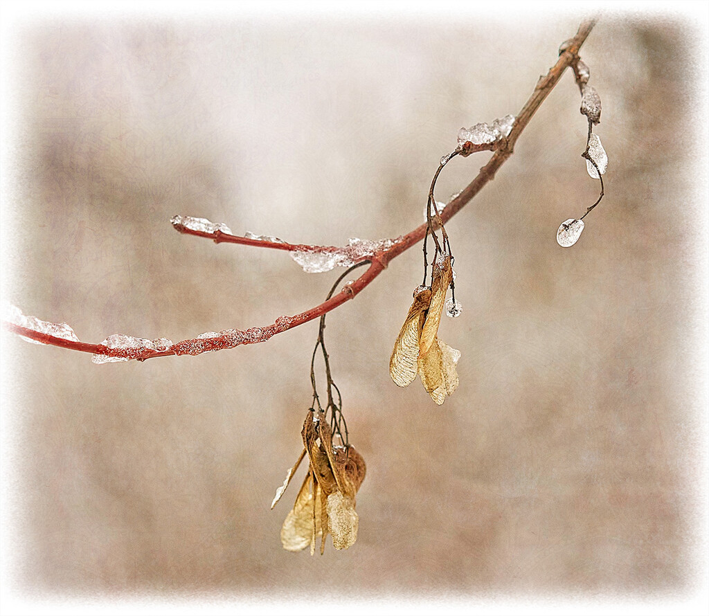 Nature's Winter Decorations by gardencat