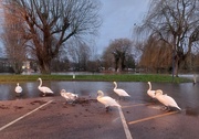 3rd Jan 2024 - Swans enjoying the car park!