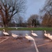 Swans enjoying the car park! by busylady