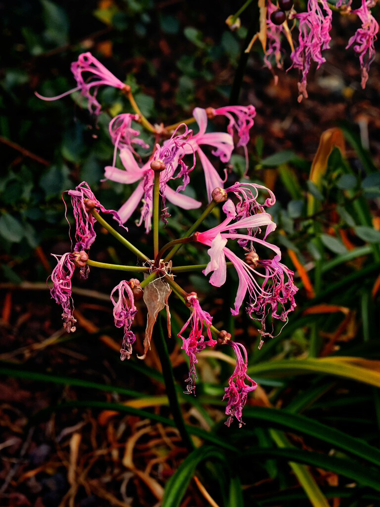 Nerines no more by laroque