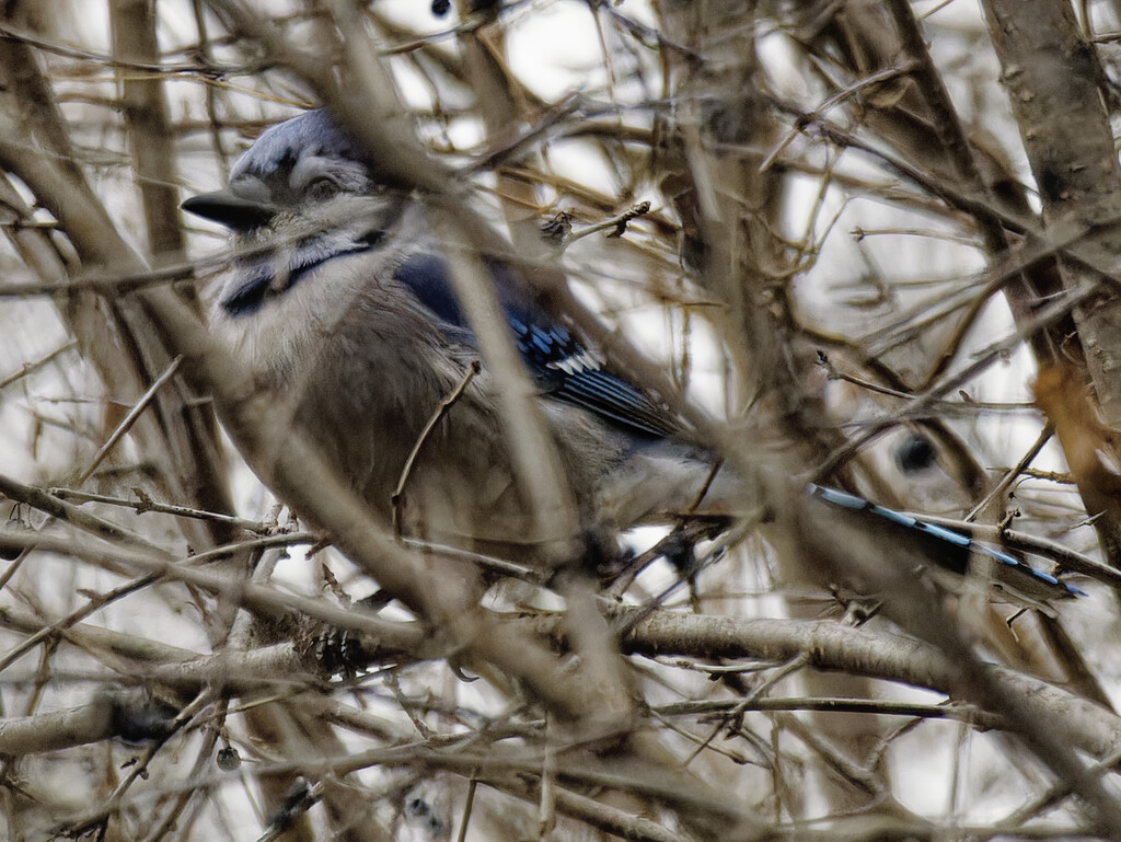 blue jay  by rminer