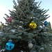 New year tree) by dhamill