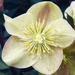 First Hellebore  by carole_sandford