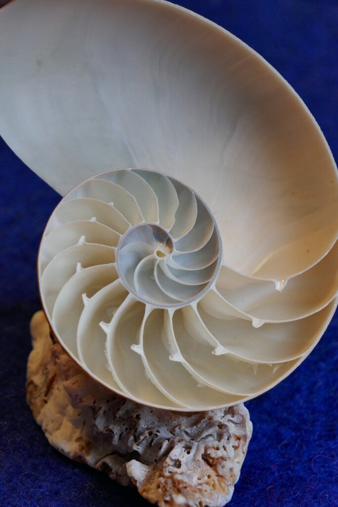 Nautilus Shell by dolores