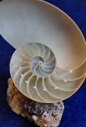 3rd Jan 2024 - Nautilus Shell