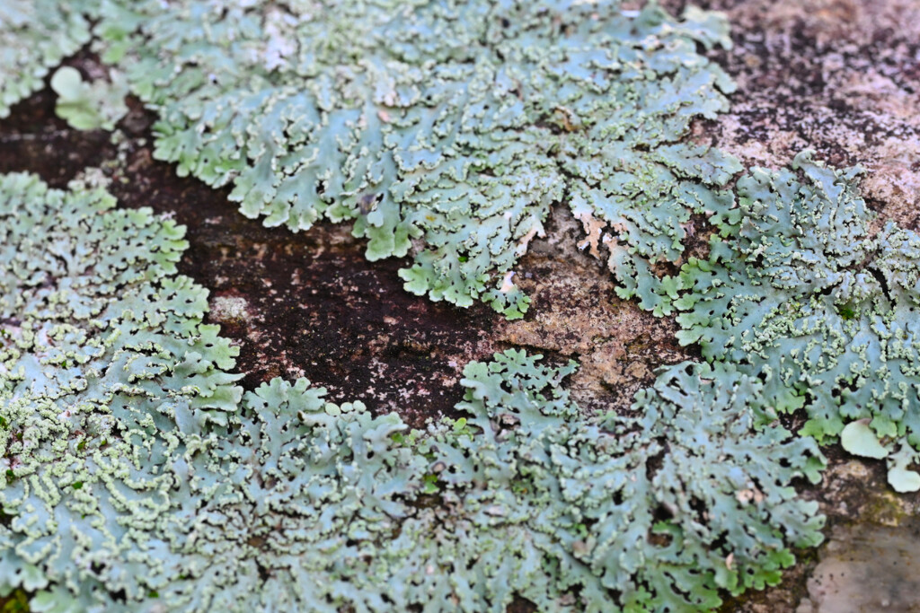 Lichen on Petrified Wood by peachfront