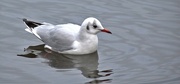 3rd Jan 2024 - swimming seagull