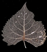 3rd Jan 2024 - Old Leaf