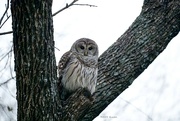 3rd Jan 2024 - It's owl season
