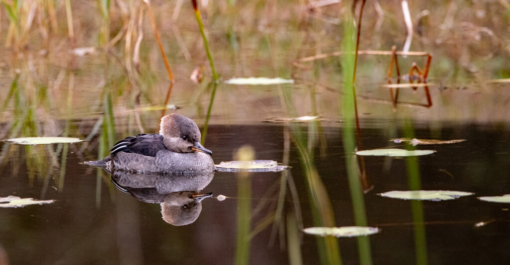 Lady Merganser! by rickster549