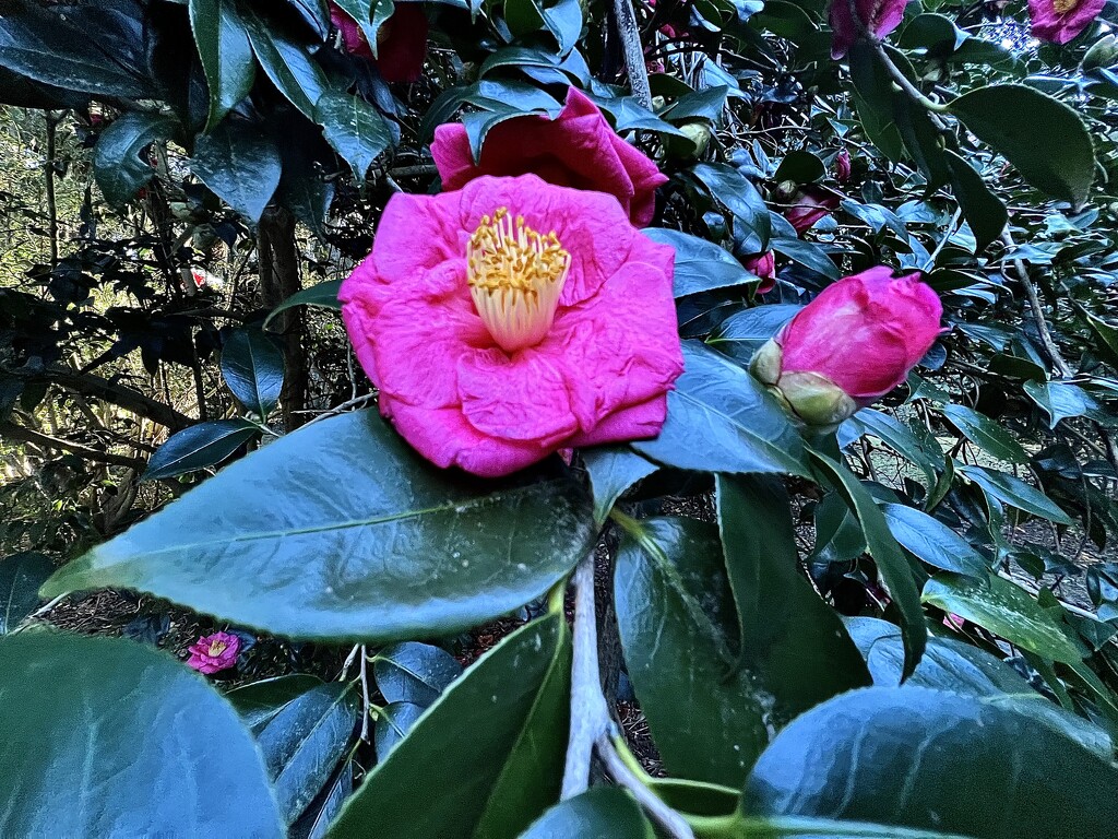 The transcendent beauty of camellias! by congaree