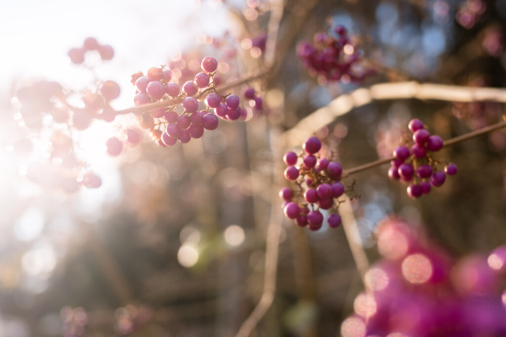 Winter Berries by tina_mac