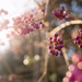 Winter Berries by tina_mac