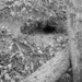 A bigger critter hidey hole... by marlboromaam