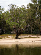 2nd Jan 2024 - River Gum - And my 365 photo!!