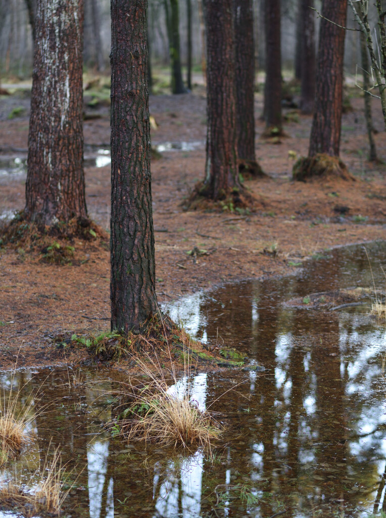 Wet woodland by clearlightskies