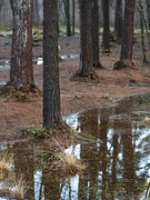 3rd Jan 2024 - Wet woodland
