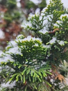4th Jan 2024 - Evergreen snow 
