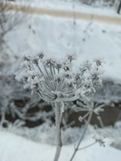 4th Jan 2024 - Snow flower