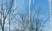 4th Jan 2024 - Icicles and trees