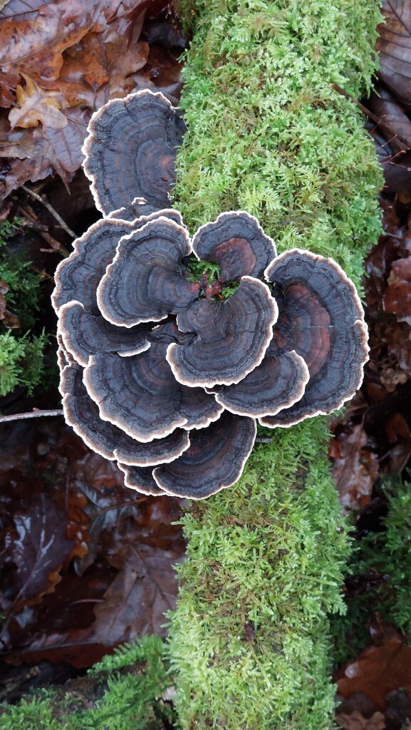 Fungi in Rounall Wood, Dalbeattie  by samcat