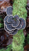 4th Jan 2024 - Fungi in Rounall Wood, Dalbeattie 